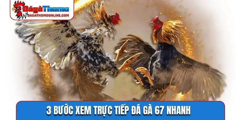 3 bước xem trực tiếp đá gà 67 nhanh