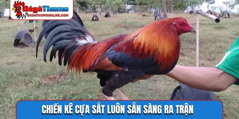 Chiến kê cựa sắt luôn sẵn sàng ra trận