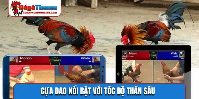 Cựa dao nổi bật với tốc độ thần sầu