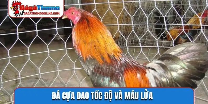 Đá cựa dao tốc độ và máu lửa