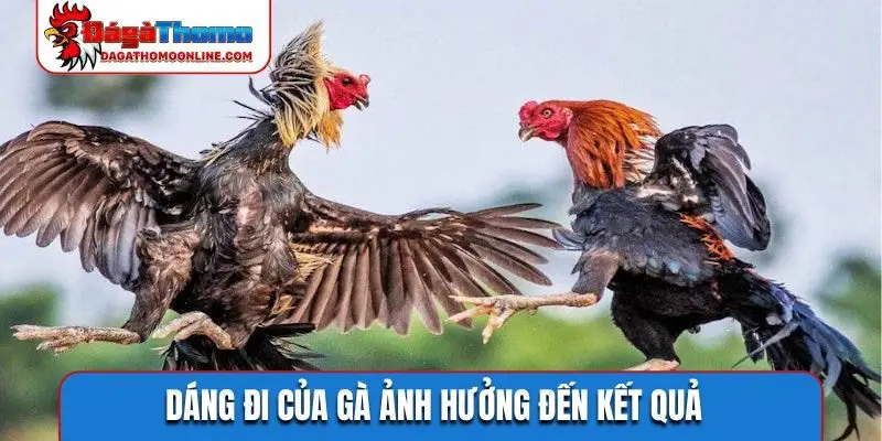 Dáng đi của gà ảnh hưởng đến kết quả
