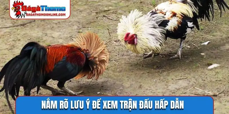 Nắm rõ lưu ý để xem trận đấu hấp dẫn