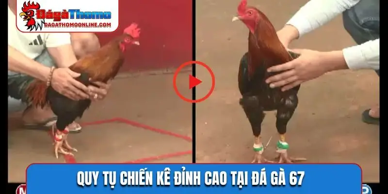 Quy tụ chiến kê đỉnh cao tại đá gà 67