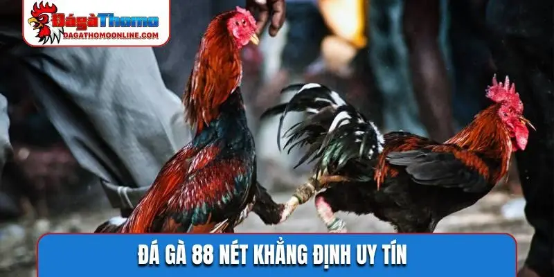 Đá gà 88 nét khẳng định uy tín