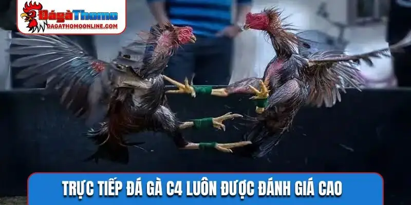 Trực tiếp đá gà C4 luôn được đánh giá cao