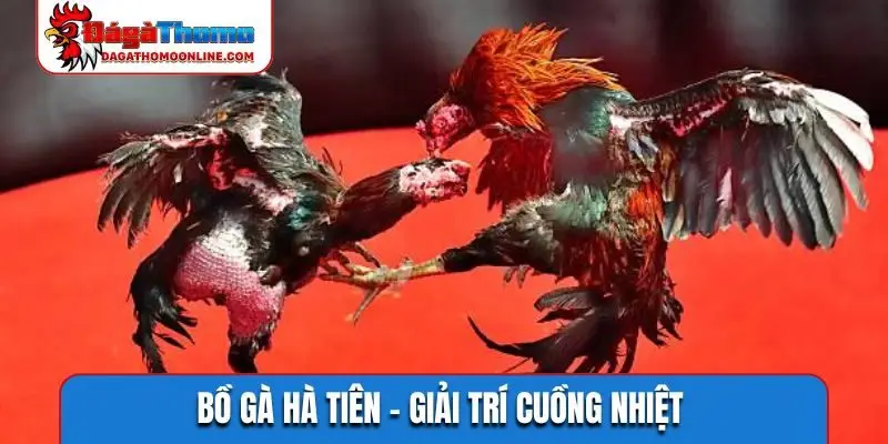 Bồ gà Hà Tiên